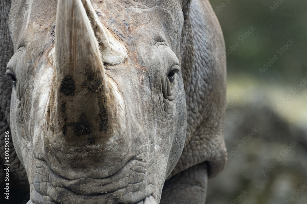 Obraz premium サイ