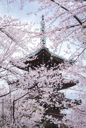 Obraz na płótnie 日本の桜の景色 w salonie
