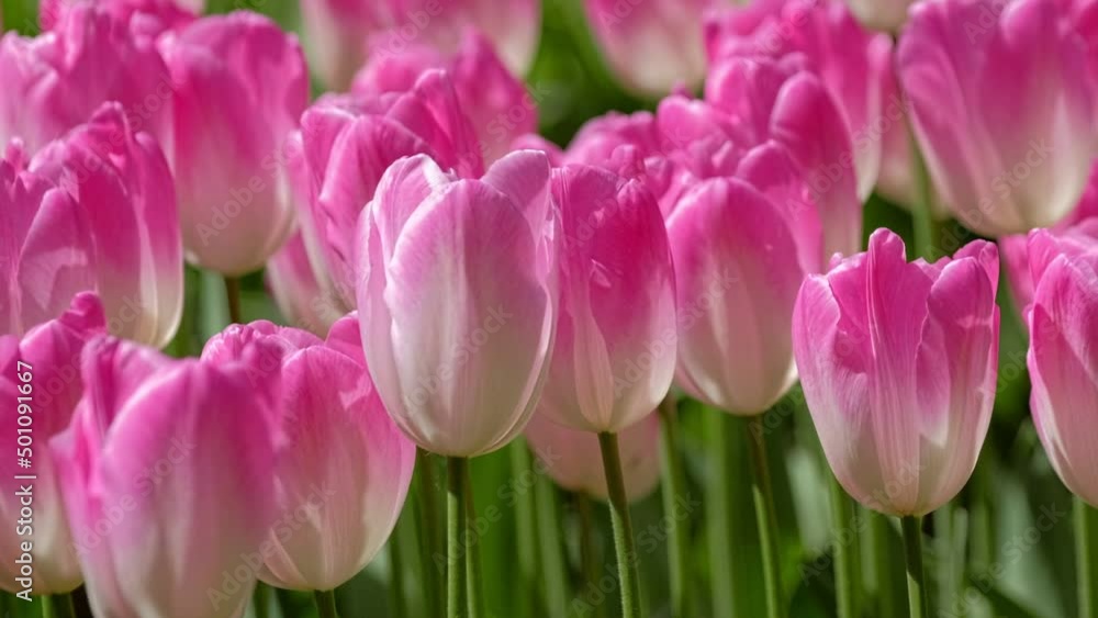 Blooming tulips flowerbed close up. Lisse, the Netherlands. Horizontal camera pan Blooming tulips flowerbed close up. Lisse, the Netherlands. Horizontal camera pan