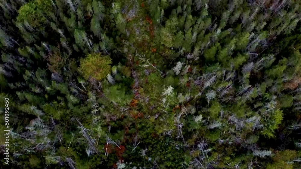 Birds Eye View HD Drone Aerial over Fir and Pine Deadfall Forest Hiking Path Clearing in Remote Rolling Treetop Canopy Hills Birds Eye View HD Drone Aerial over Fir and Pine Deadfall Forest Hiking Path Clearing in Remote Rolling Treetop Canopy Hills