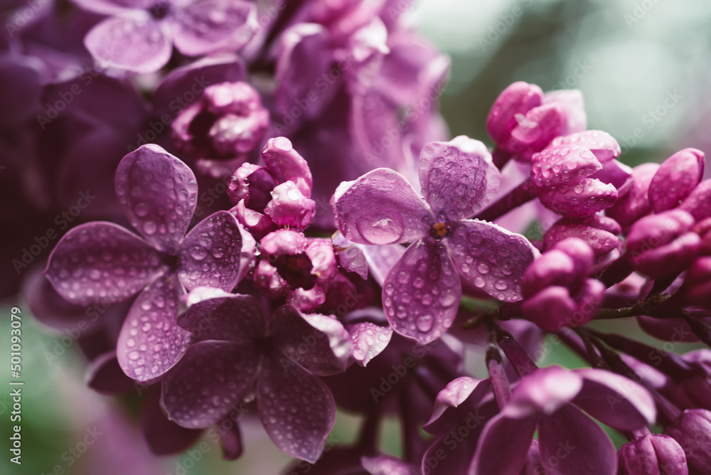 Lilac flowers macro Lilac flowers macro