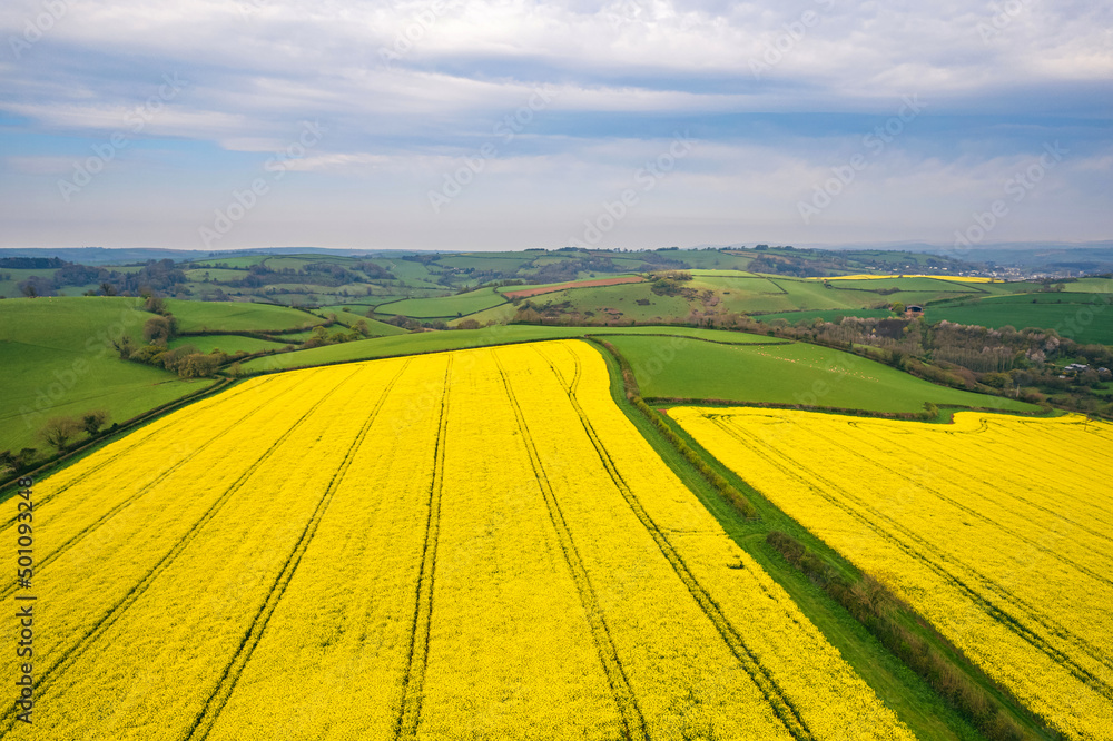 Panorama over Farmlands and Rapeseed fields from a drone, Devon, England