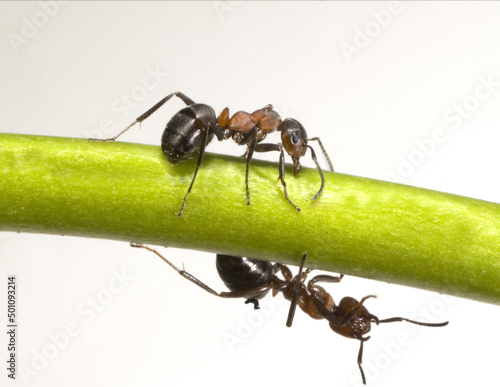 Bilde på lerret Red wood ant, Formica rufa
