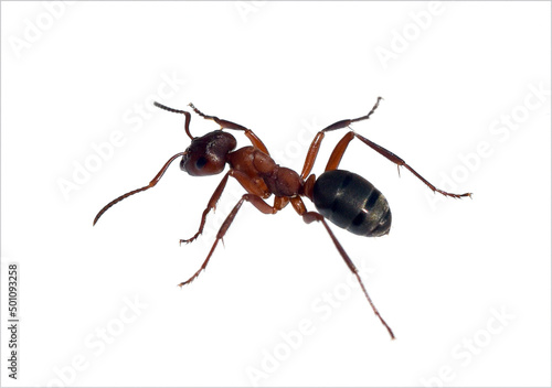 Red wood ant, Formica rufa © Ruckszio