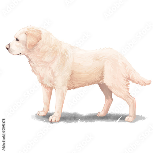 Labrador retriever hand drawn portrait. Funny cute pet dog digital art illustration. Watercolor head of golden lab puppy, happy adorable dog purebreed character, side view full length