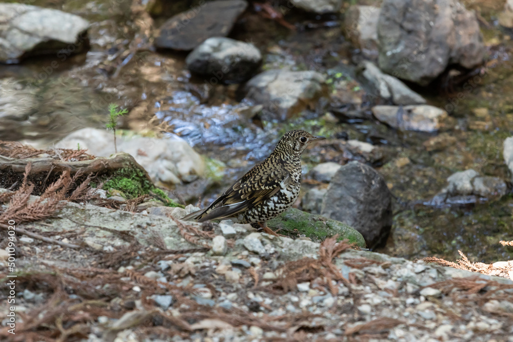 Obraz premium Dusky thrush in the mountains
