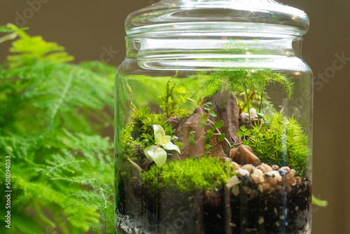 Florarium with different kinds of plants. Home decoration