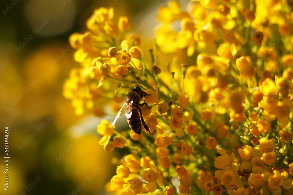 Bee collects nectar on blossoming beautyful yellow Mahonia repens - honey tree