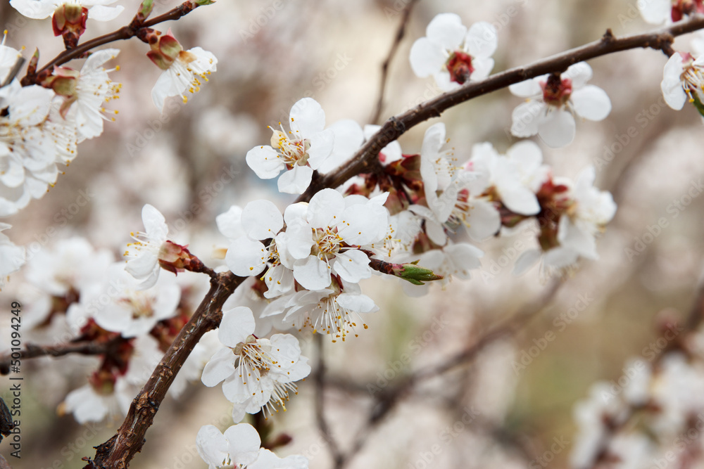 Beauty Apricot fruit tree blossoms with white flowers in spring Beauty Apricot fruit tree blossoms with white flowers in spring