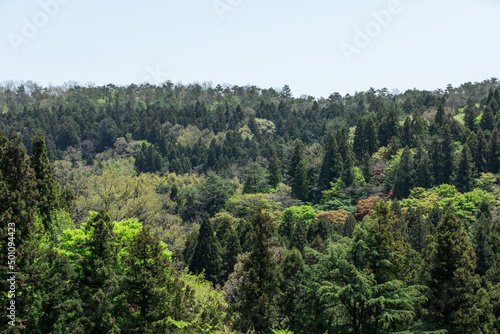 Forest view from the mountainside