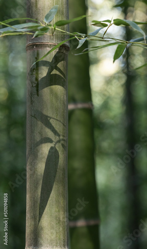 bamboo leaf shadow on bamboo stem. close-up