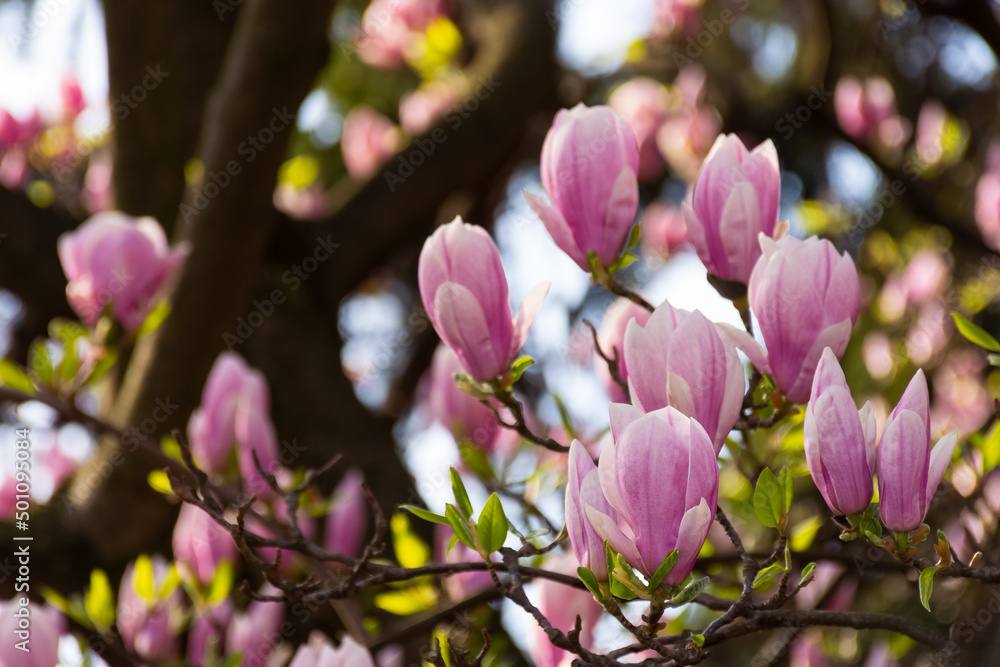 beautiful magnolia tree blossom in summer. fresh pink flower on the branch. natural soft garden background