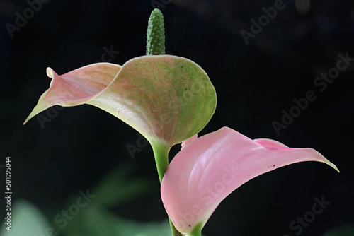 The beauty of the anthuriun flower that is in full bloom. This plant has the scientific name Anthurium sp. photo