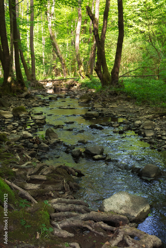 small river in carpathian beech woods. deep forest in dappled light. green nature scenery on a sunny day in spring
