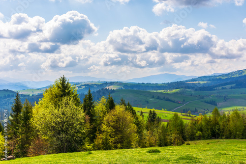 idyllic landscape in the carpathian mountains. fresh green meadows and trees on the hills. snow-capped tops of borzhava ridge in the distance. beautiful nature scenery in spring © Pellinni