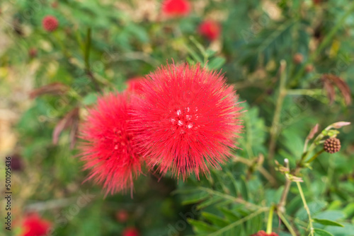 Red Powder Puff or Calliandra haematocephala Hassk in garden photo