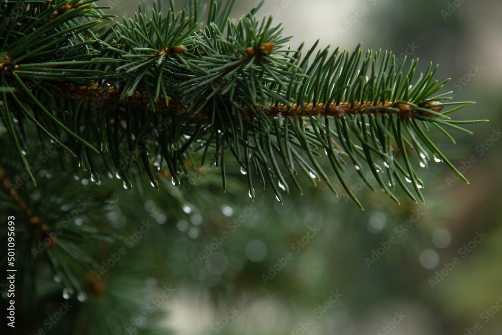 Spruce with raindrops / Christmas tree needles freshness in the forest / forest freshness / After the rain
