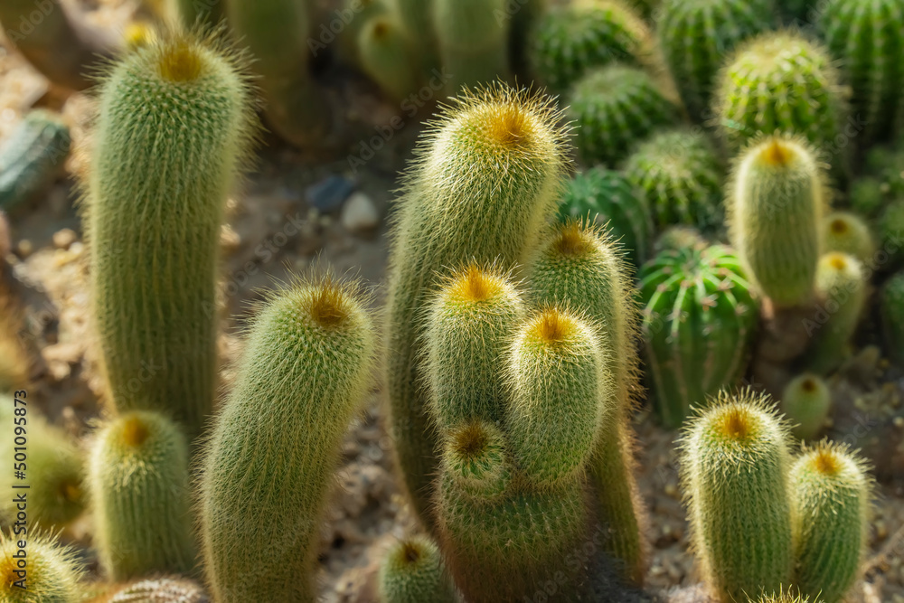 Parodia leninghausii is a species of South American cactus,Lemon Ball or Golden Ball Yellow Tower cactus. Parodia leninghausii is a species of South American cactus,Lemon Ball or Golden Ball Yellow Tower cactus.
