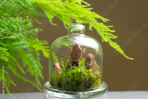 Florarium with different kinds of plants. Home decoration