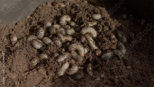 Top shot of cockchafer grubs found in raised bed photo