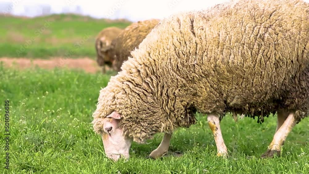 A flock of sheep grazing in a green meadow. Sheep eat green grass. Rural area. Farming. A flock of sheep grazing in a green meadow. Sheep eat green grass. Rural area. Farming.