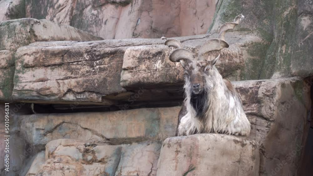 Stockvideo Capra. The goat scratches itself with a horn. Mountain goats