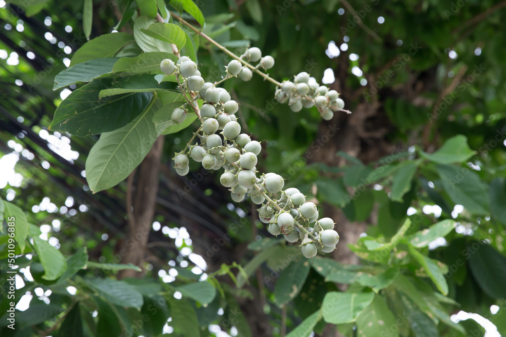 Green Terminalia catappa or tropical almond, focus selective Green Terminalia catappa or tropical almond, focus selective