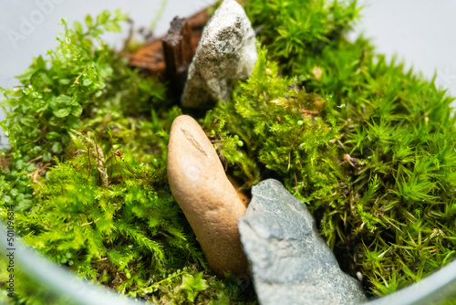 Florarium with different kinds of plants. Home decoration