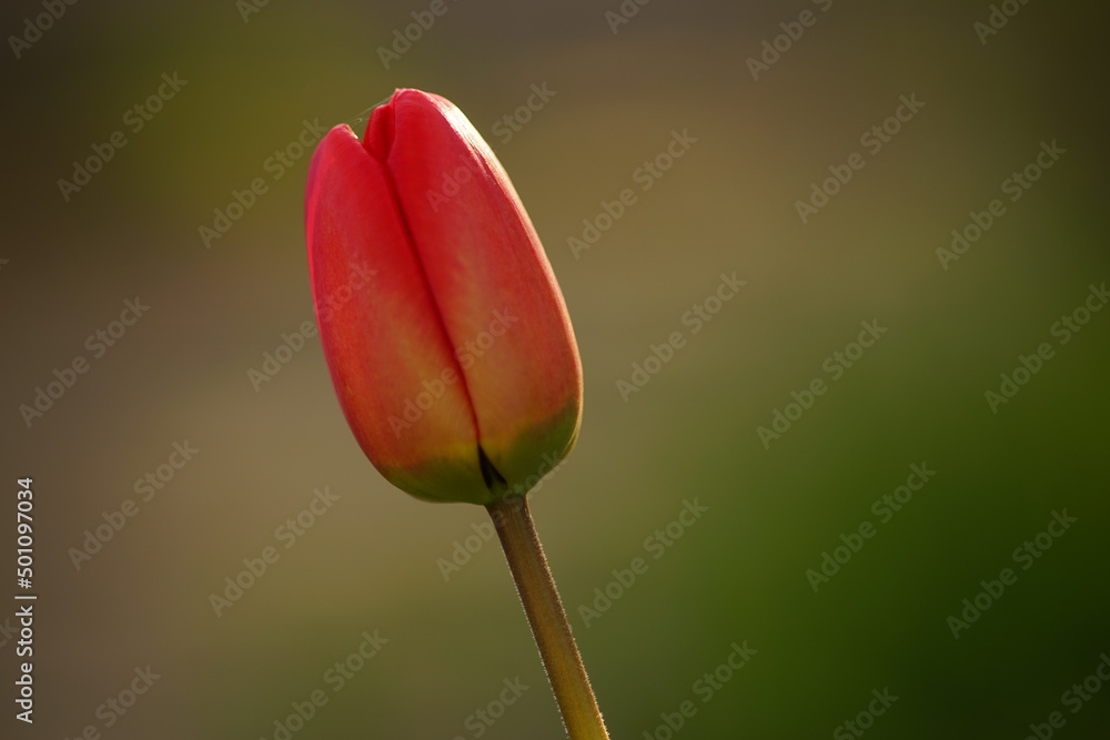 Fototapeta premium Lovely red tulip flower grows in spring garden. Floral art card