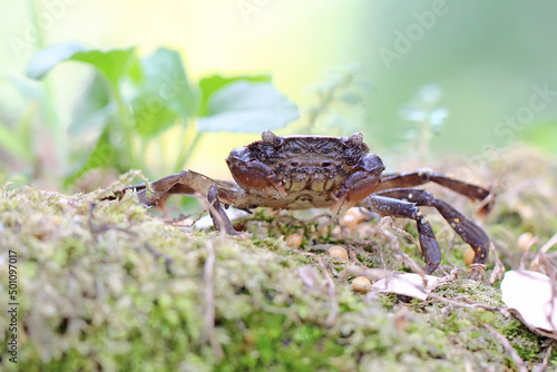 A field crab shows an expression ready to attack. This animal has the scientific name Parathelphusa convexa. 