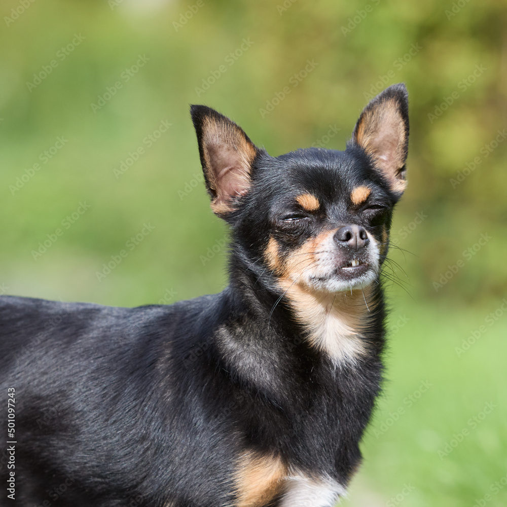 Black young chihuahua short haired with closed eyes Black young chihuahua short haired with closed eyes