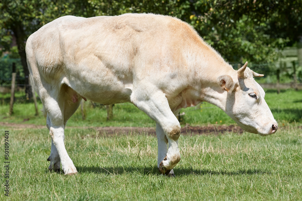 White flesh cow in the meadow White flesh cow in the meadow