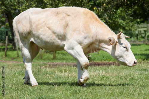 White flesh cow in the meadow