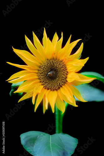 Close up of sun flower isolated on dark background