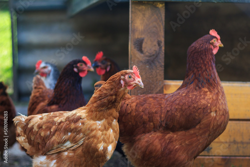 Chicken coop. Organic animal farm