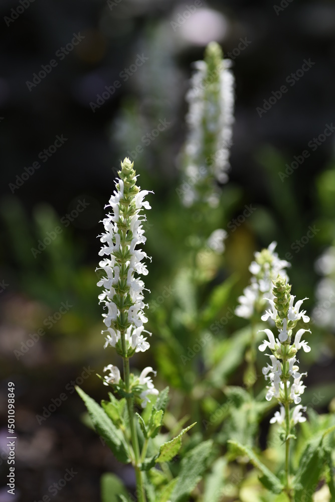 Salvia nemorosa'Snow Hill' (Schneehugel) flowers. Lamiaceae perennia plants. The flowering season is from May to November. Lip-shaped white flowers are attached to the spikes. Salvia nemorosa'Snow Hill' (Schneehugel) flowers. Lamiaceae perennia plants. The flowering season is from May to November. Lip-shaped white flowers are attached to the spikes.