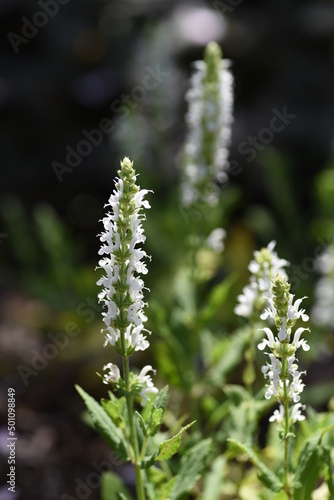 Salvia nemorosa'Snow Hill' (Schneehugel) flowers. Lamiaceae perennia plants. The flowering season is from May to November. Lip-shaped white flowers are attached to the spikes.