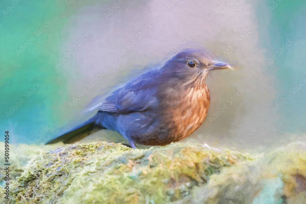 Digital abstract oil painting of a female Blackbird, Turdus merula in a natural woodland setting.