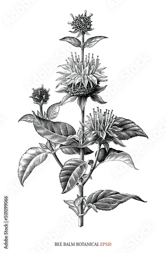 Bee balm botanical hand drawing vintage engraving style