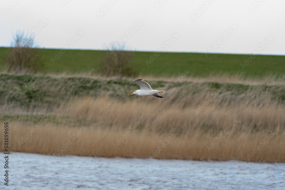 Möwe im Flug Möwe im Flug