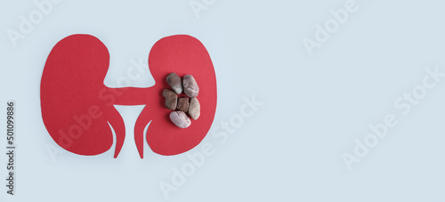 Kidney - human organs from paper on blue background. World kidney day and national organ donor day concept. Kidney stones