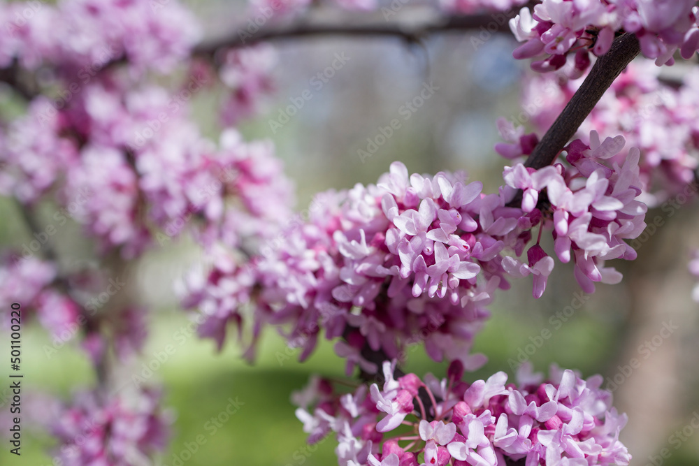 Blossoming branch of Judas tree (Chinese Redbud Tree) . Natural background  , close up