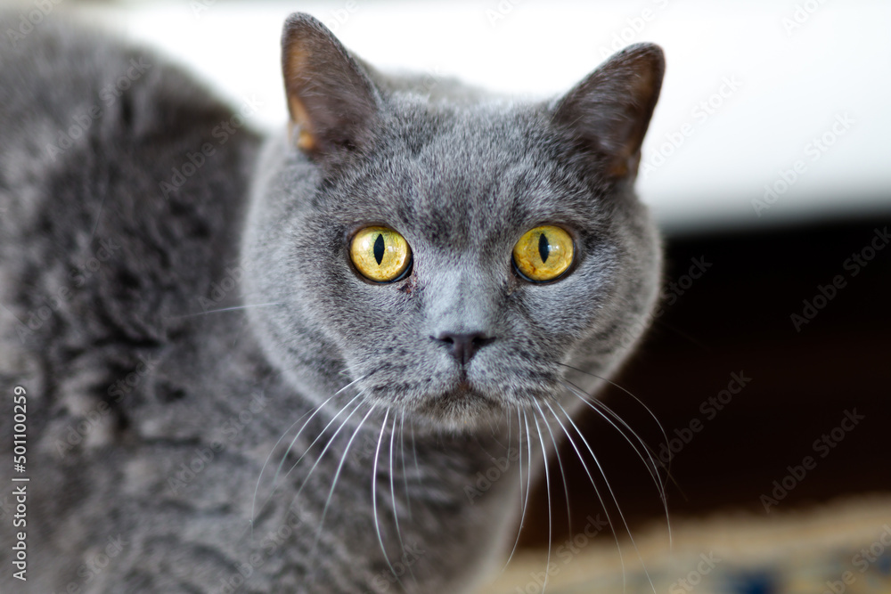 Blue English cat close up portrait focus on sharp, concentrated, yellow eyes