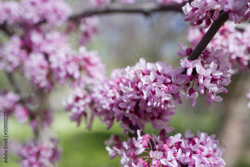 Blossoming branch of Judas tree (Chinese Redbud Tree) . Natural background , close up