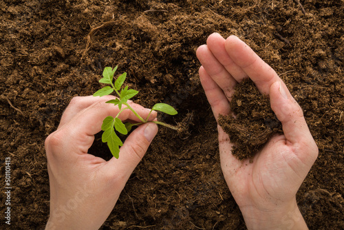 Young adult woman hands planting green small tomato plant in hole of dark brown ground. Closeup. Point of view shot. Preparation work in garden. Top down view. photo