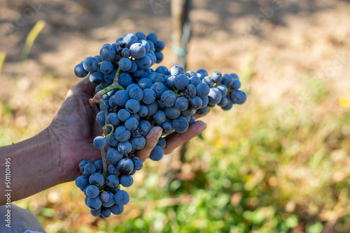 Blue vine grapes in hand. Harvest in the vineyard.
