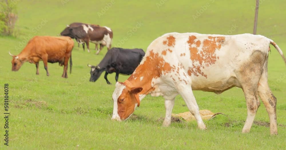 Cows together grazing in a field. Cows running into the camera. Cows together grazing in a field. Cows running into the camera.