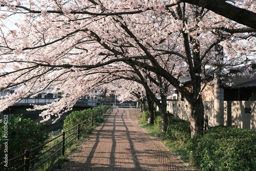 blossom tree