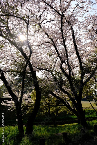 tree and sun