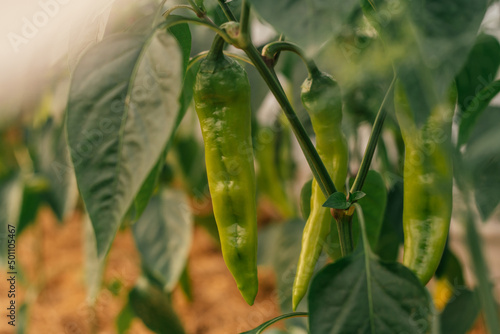 Close up of green unripe jalapeno pepper growing as field crop agriculture, with blurred background
